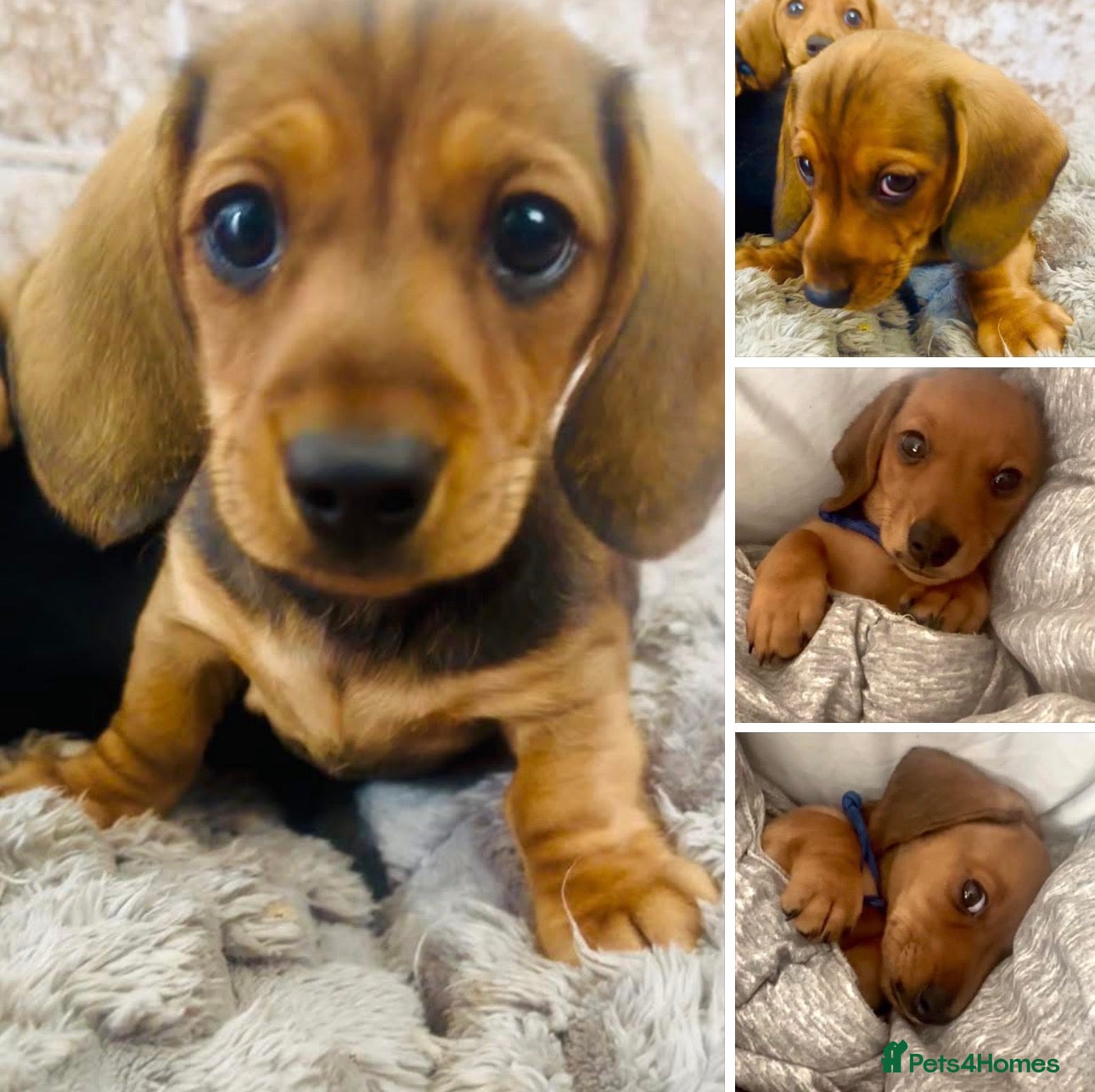 Miniature Dachshund dogs LAST TWO ‼️REDUCED ‼️READY NOW✅  5 stars 🌟 ✅ - Advert 10