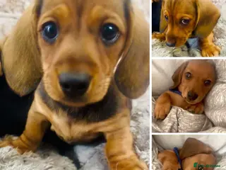 Miniature Dachshund dogs LAST TWO ‼️REDUCED ‼️READY NOW✅ 5 stars 🌟 ✅ - Advert 7