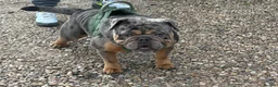 English Bulldog dogs for stud: Chico for stud only - Advert 2