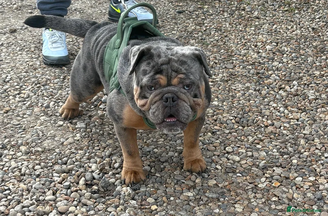 English Bulldog dogs for stud: Chico for stud only - Advert 2