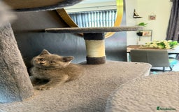 British Shorthair cats for sale: Beautiful British Shorthairs  - Image 9