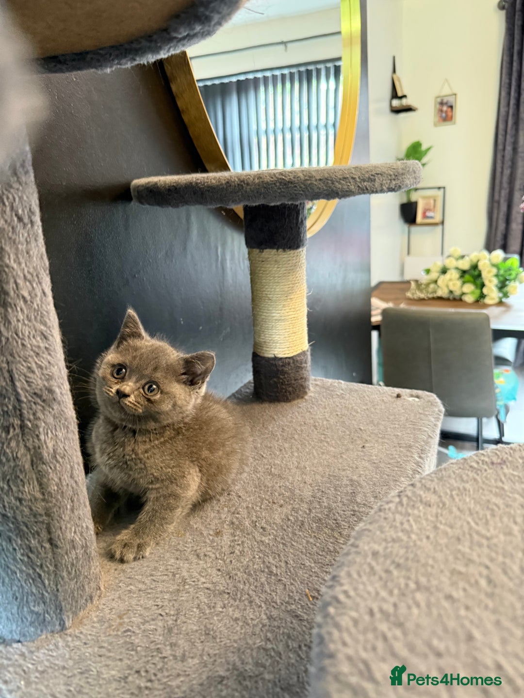 British Shorthair cats for sale: Beautiful British Shorthairs  - Image 9