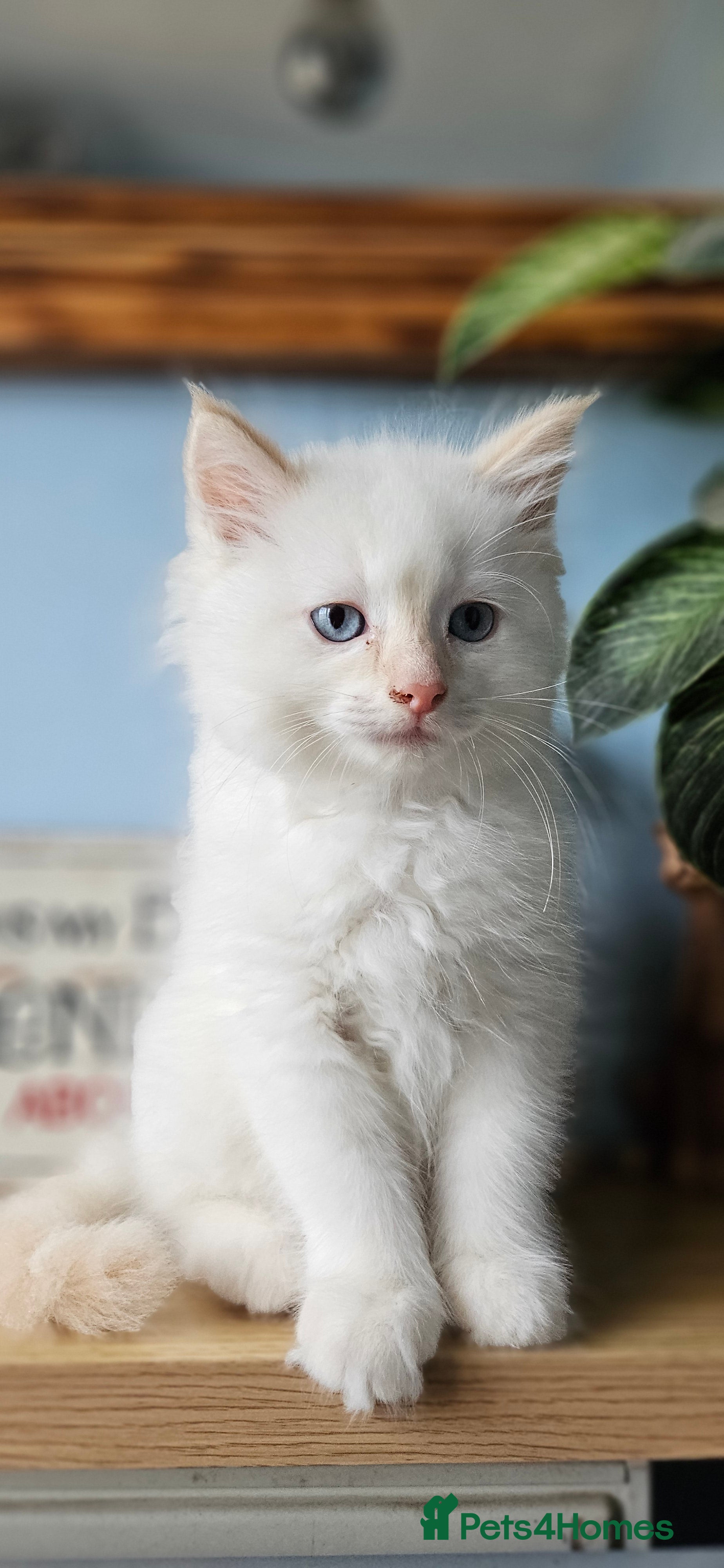 Ragdoll cats 2 Beautiful Ragdoll babies avalible  - Advert 2