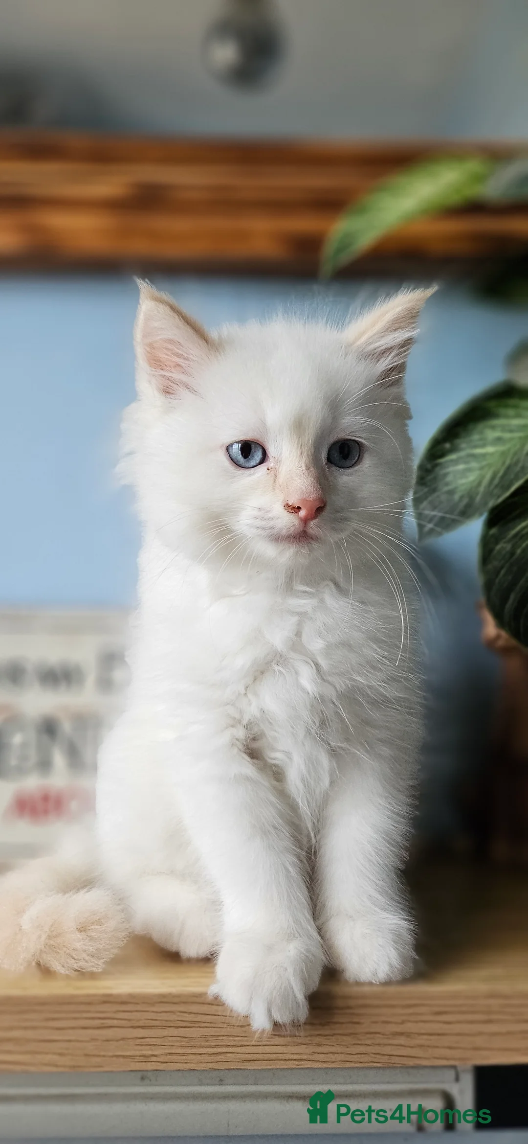 Ragdoll cats for sale: 2 Beautiful Ragdoll babies avalible  - Advert 2