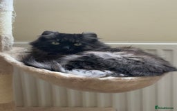 American Curl cats for sale: Female American curl  - Advert 1