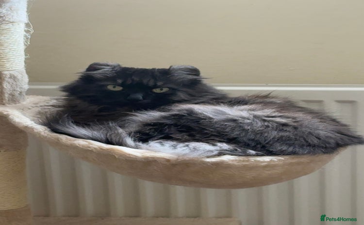 American Curl cats Female American curl  - Advert 1