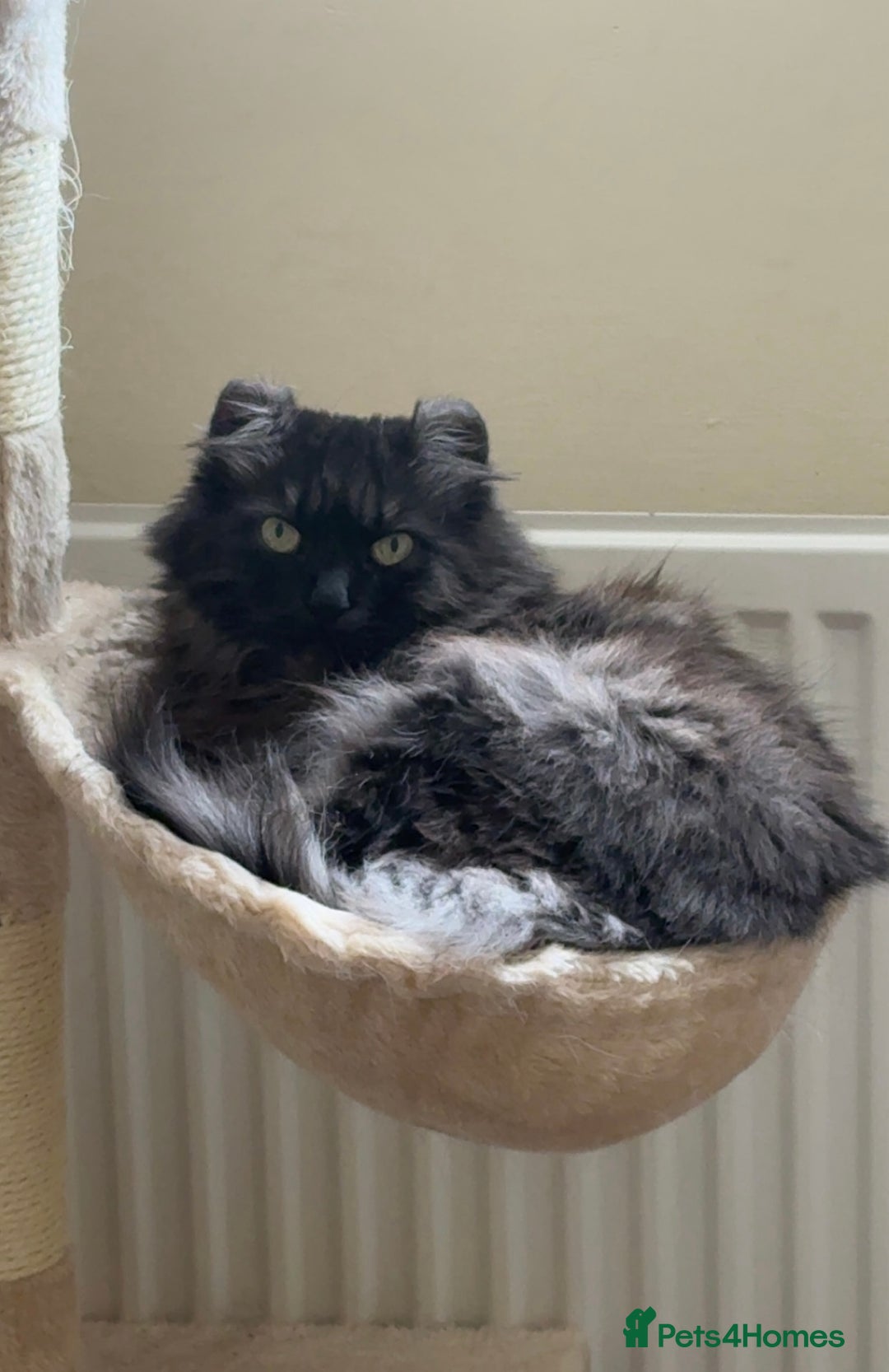 American Curl cats for sale: Female American curl  - Advert 1