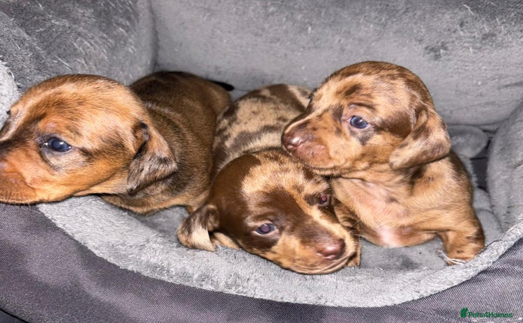 Miniature Dachshund dogs - Advert 3