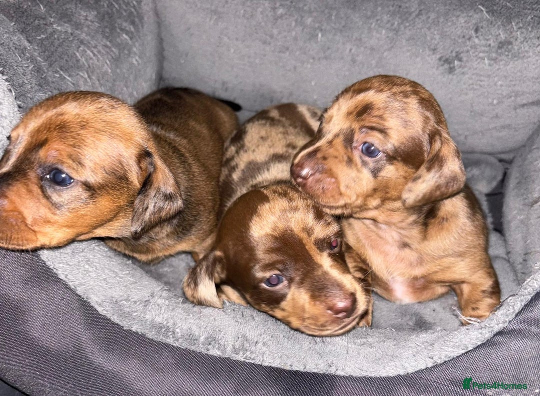Miniature Dachshund dogs for sale: Stunning miniature dachshund  - Image 2