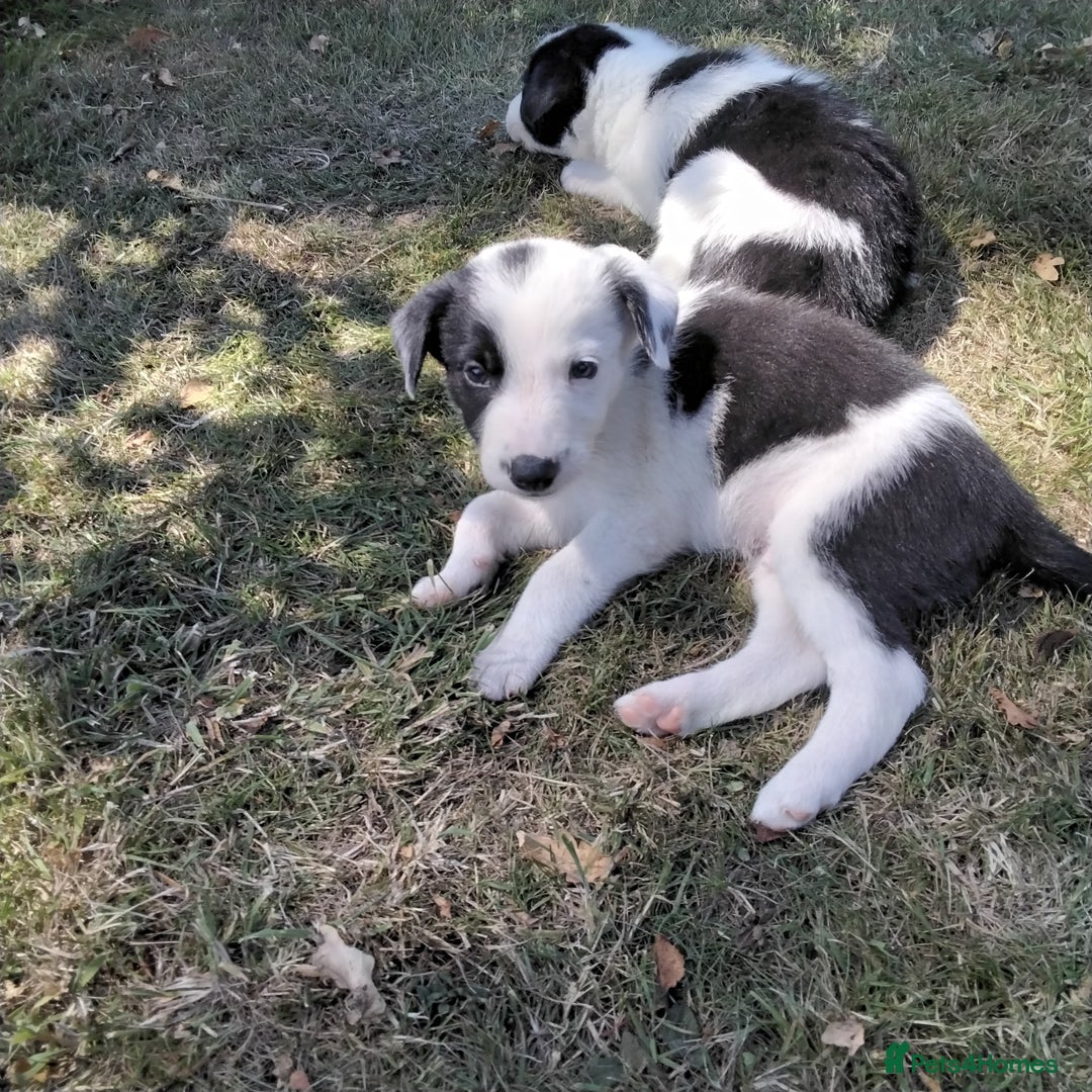 Border Collie dogs for sale: Adorable Border collie pups - Image 8
