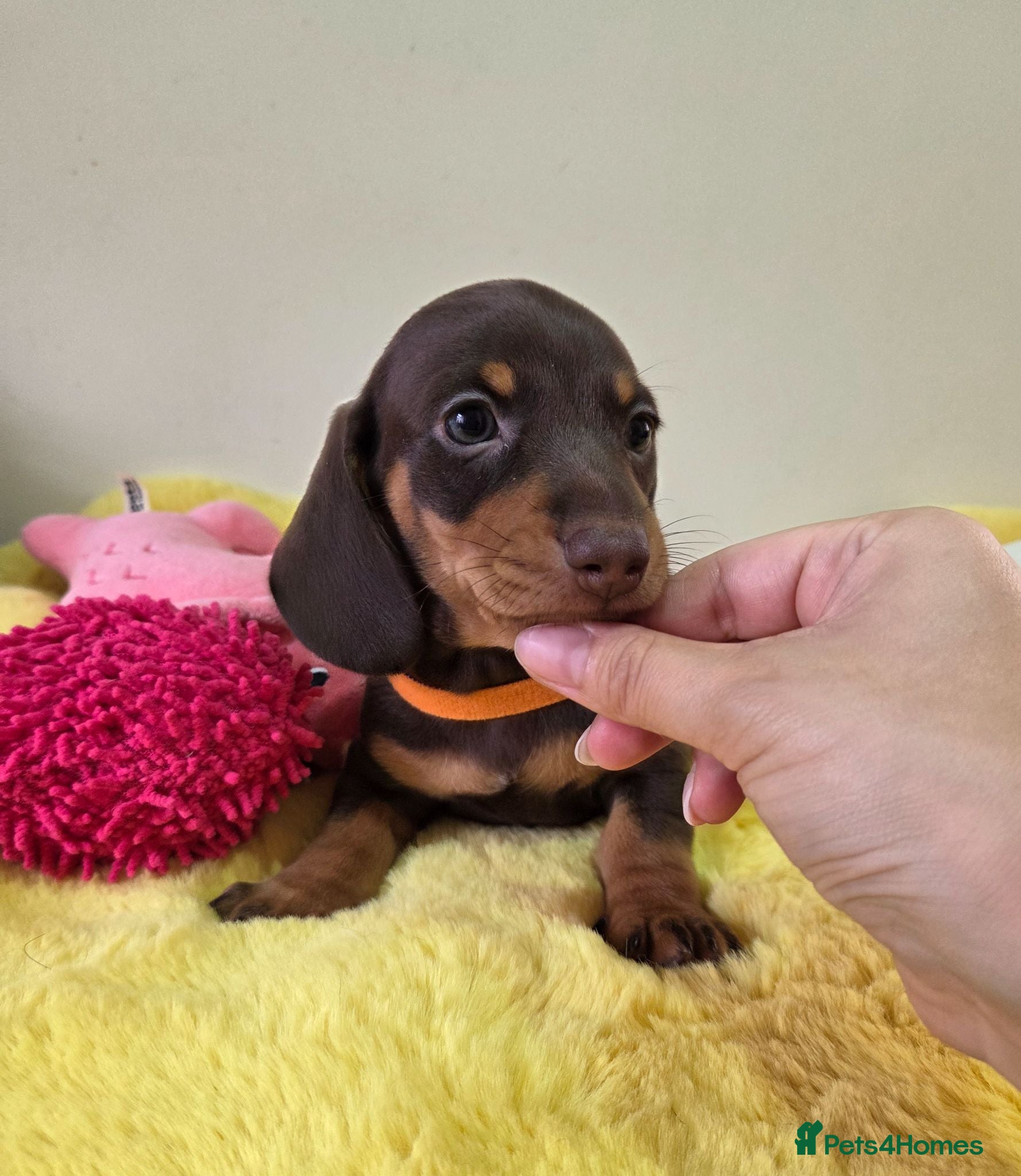 Miniature Dachshund dogs Miniature Dachshund - Advert 1
