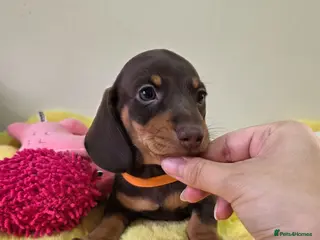 Miniature Dachshund dogs Miniature Dachshund - Advert 1