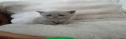 British Shorthair cats for sale: British Shorthair/Scottish Fold Kittens - Advert 15
