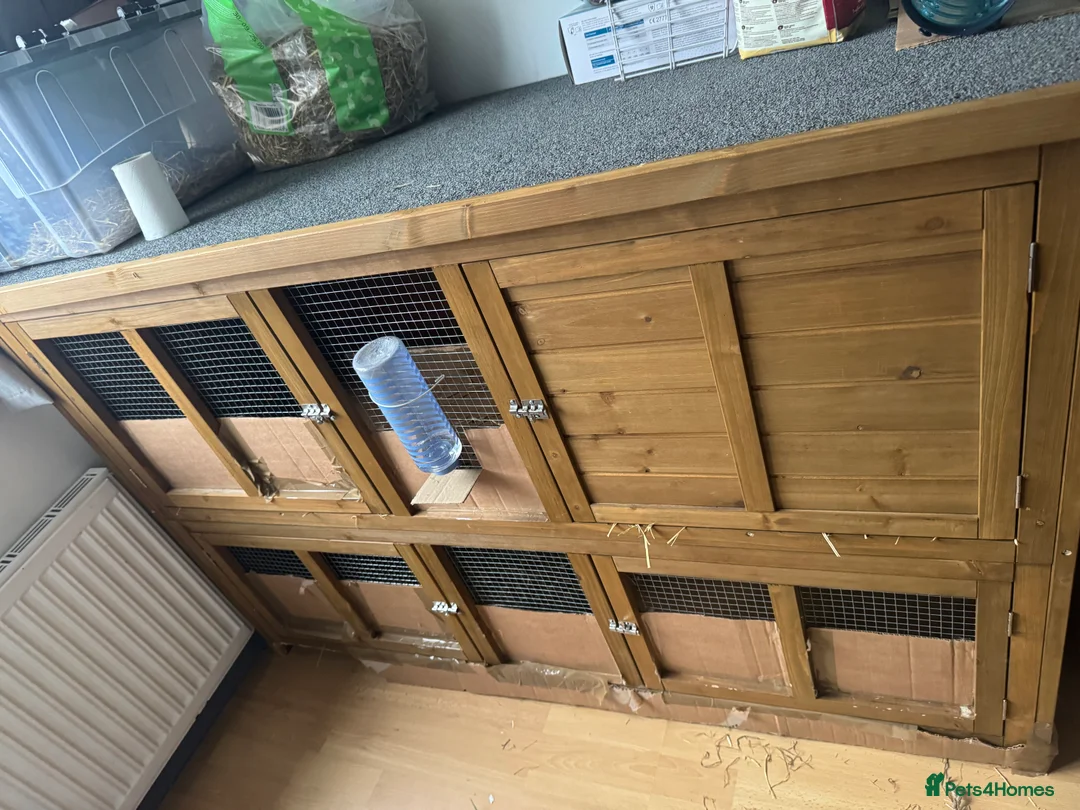 Lionhead rabbits for sale: 2 male bunnies and hutch  - Advert 3