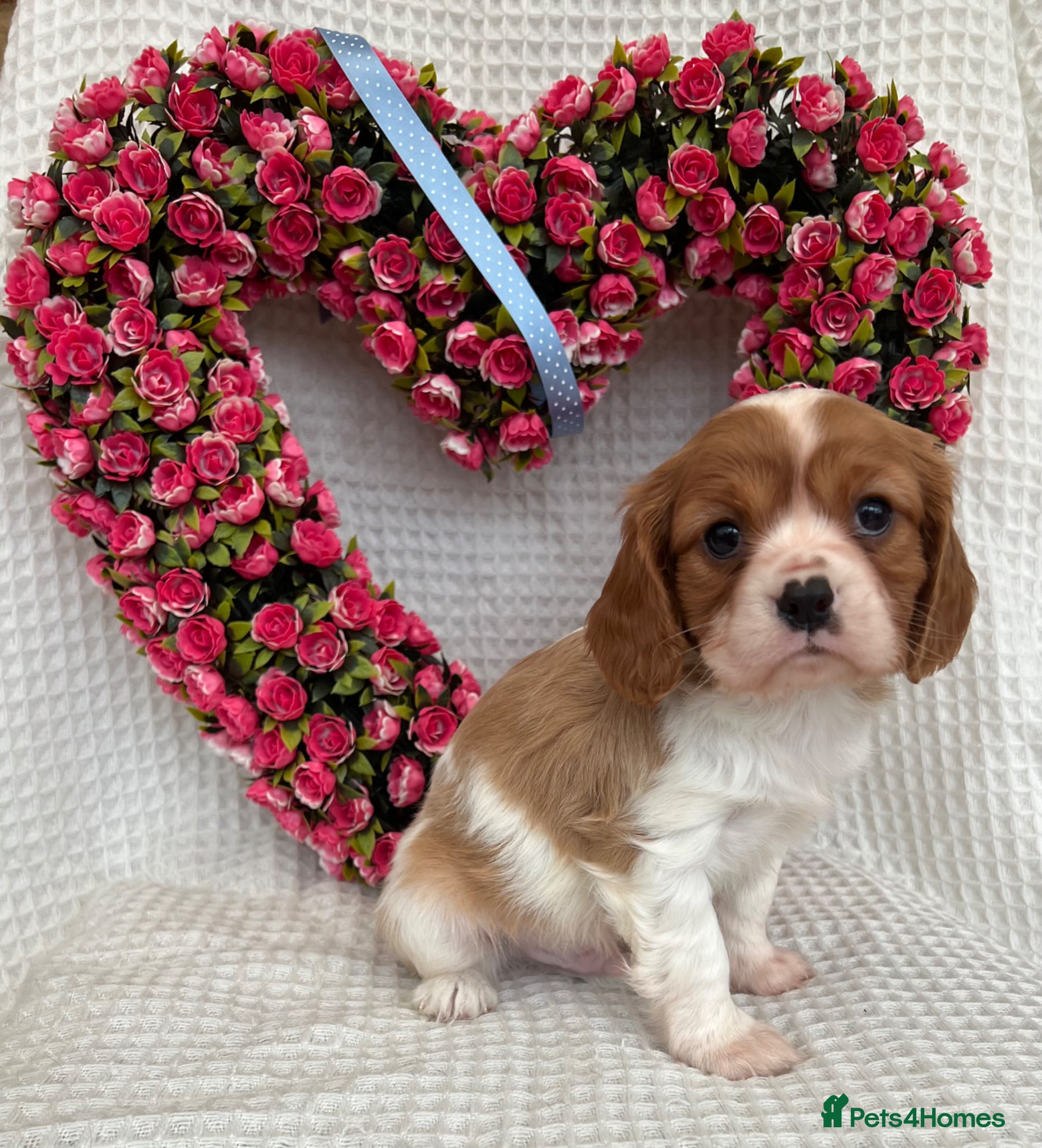 Cavalier King Charles Spaniel dogs Stunning Cavalier King Charles puppies  - Advert 2