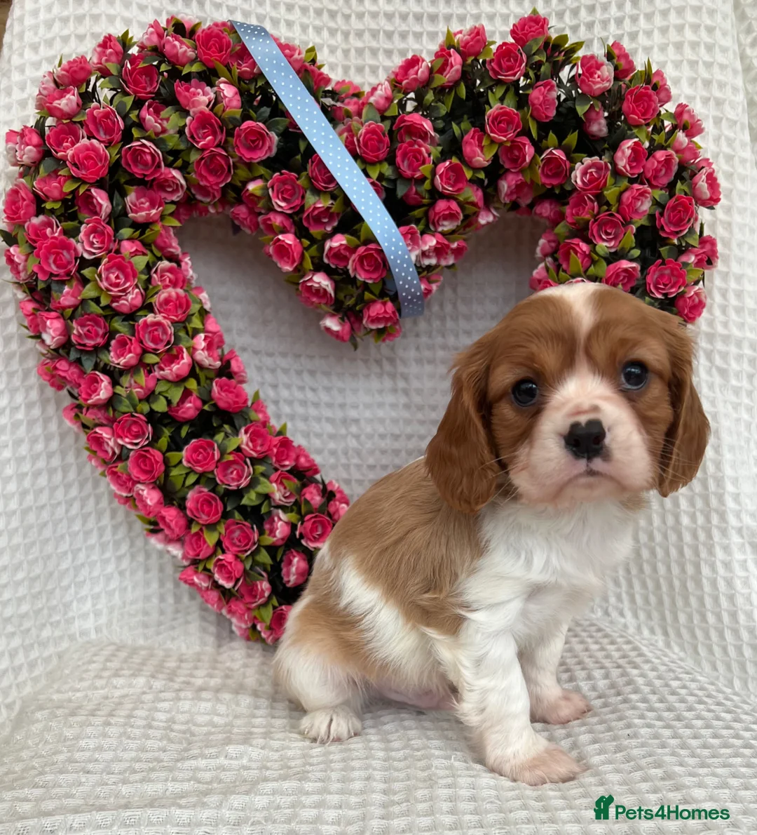 Cavalier King Charles Spaniel dogs for sale: Stunning Cavalier King Charles puppies  - Advert 2