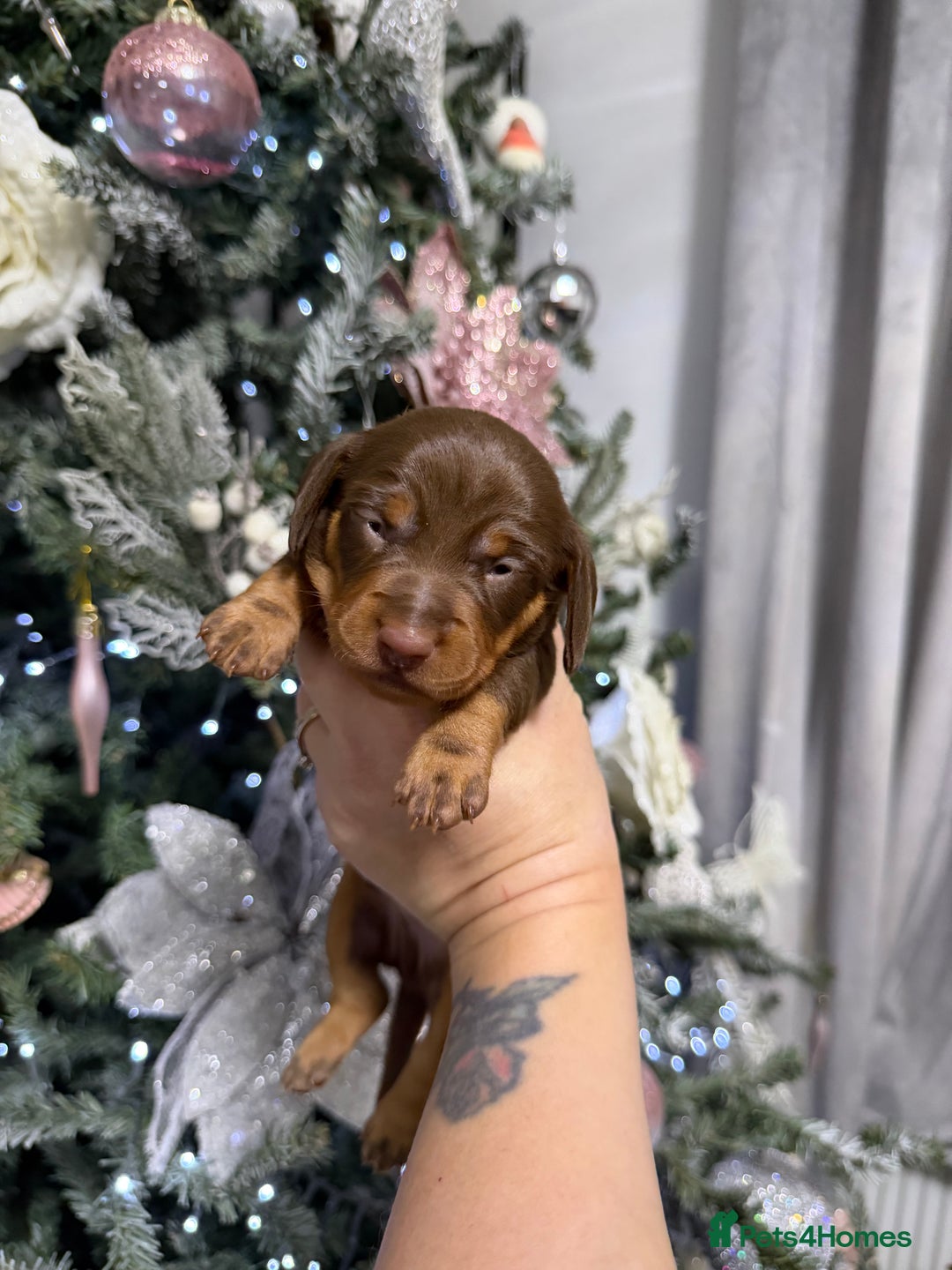 Miniature Dachshund dogs for sale: Stunning minature dachshunds  - Advert 17