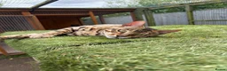 Bengal cats for sale: TICA Active Male Bengal health tested clear - Advert 7