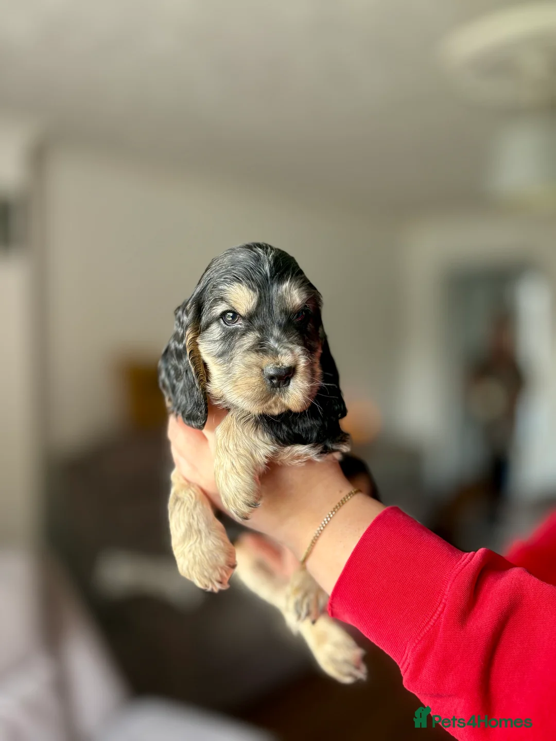 Cocker Spaniel dogs for sale: Last cocker spaniel puppy boy for sale  in Lincoln - Advert 16