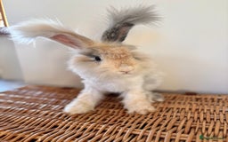 Angora rabbits for sale: Fully Vaccinated Pedigree English Angoras  - Image 27
