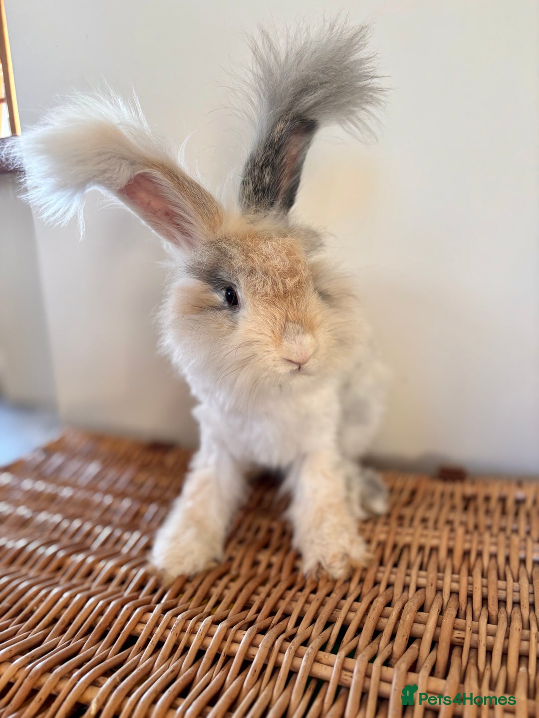 Angora rabbits for sale: Fully Vaccinated Pedigree English Angoras  - Image 27