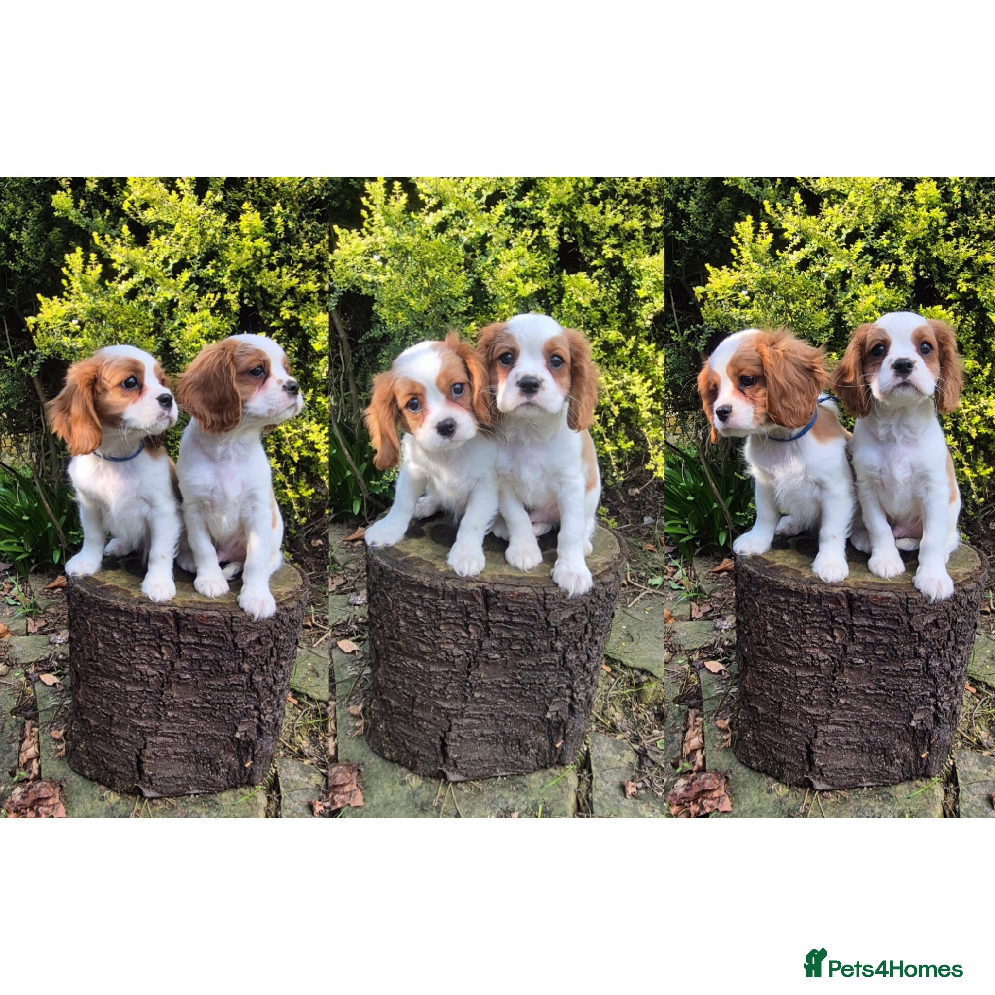 Cavalier King Charles Spaniel dogs 2 boys left ready to go now ❤️ - Advert 2