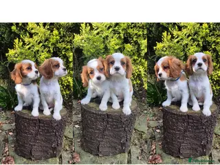 Cavalier King Charles Spaniel dogs 2 boys left ready to go now ❤️ - Advert 2