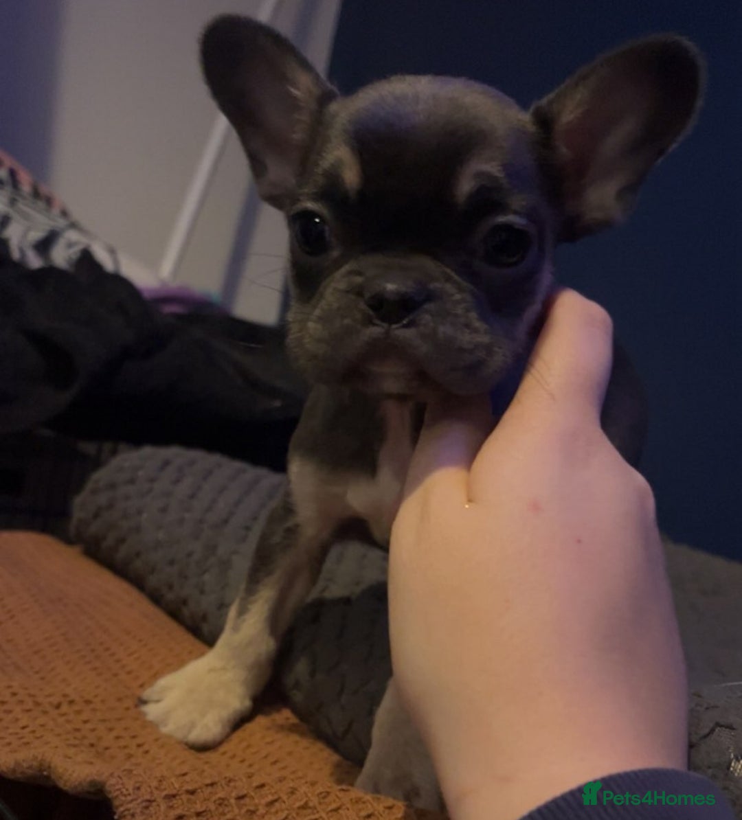 French Bulldog dogs for sale: Beautiful French bulldog puppies  - Advert 5