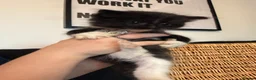 Ragdoll cats for sale: Ragdoll mix shorthair  - Advert 6