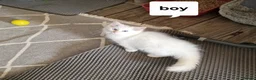Ragdoll cats for sale: Beautiful pure Ragdool ready for loving home  - Advert 3