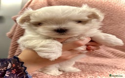 Maltese dogs for sale: Korean Maltese - 2 boys available  - Advert 17