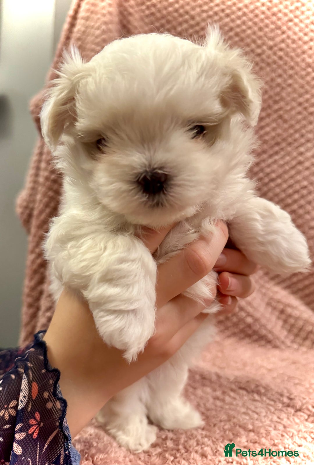 Maltese dogs for sale: Korean Maltese - 2 boys available  - Advert 17