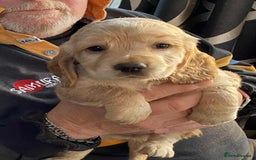 Cocker Spaniel dogs for sale: Amazing Chunky Working Cocker spaniel Puppies - Image 15