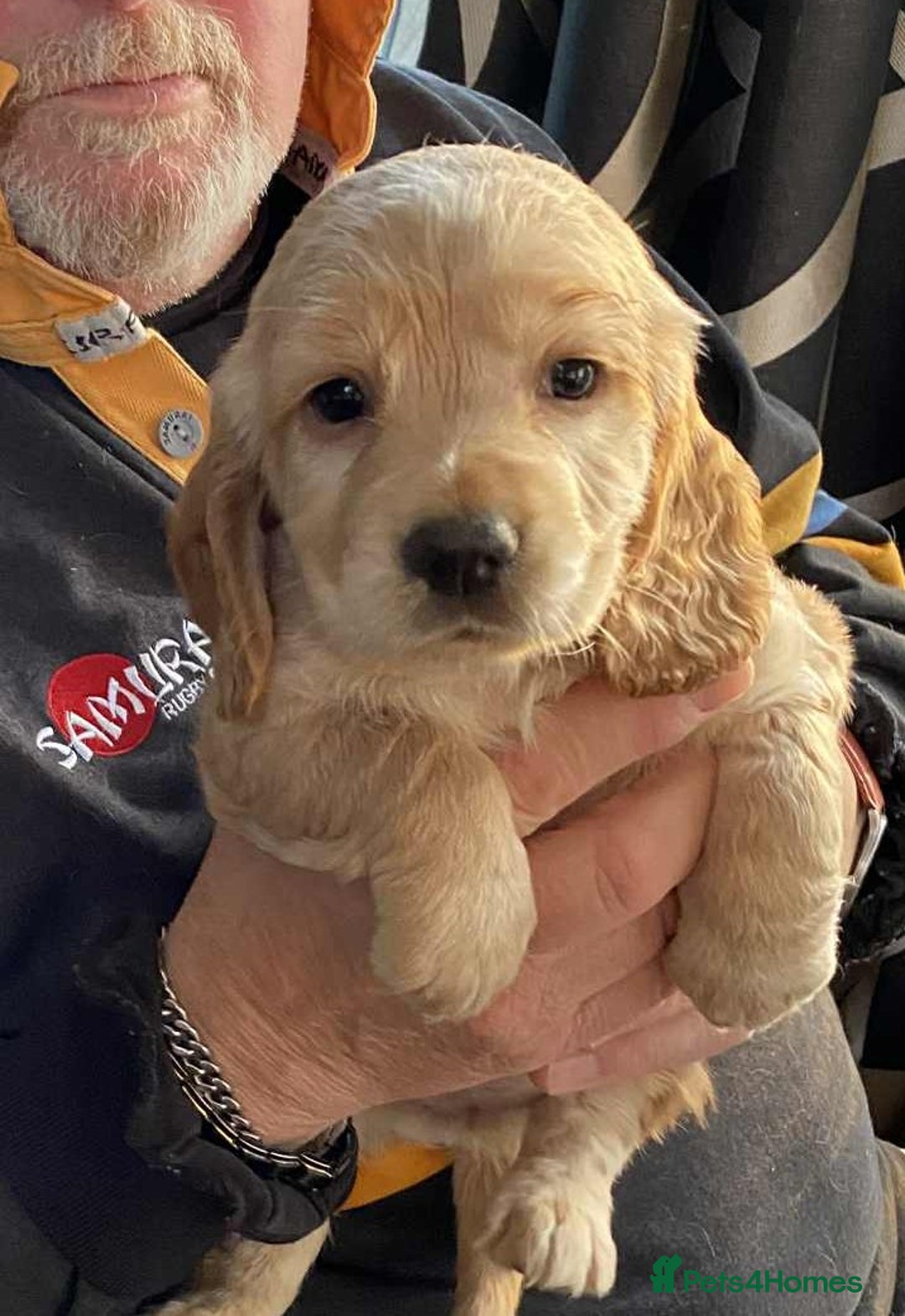 Cocker Spaniel dogs for sale: Amazing Chunky Working Cocker spaniel Puppies - Image 15