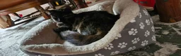 Mixed Breed cats for sale: Dutchess - Advert 6