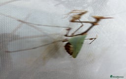 Praying Mantis invertebrates for sale: Adult female Cryptic mantis  - Image 2
