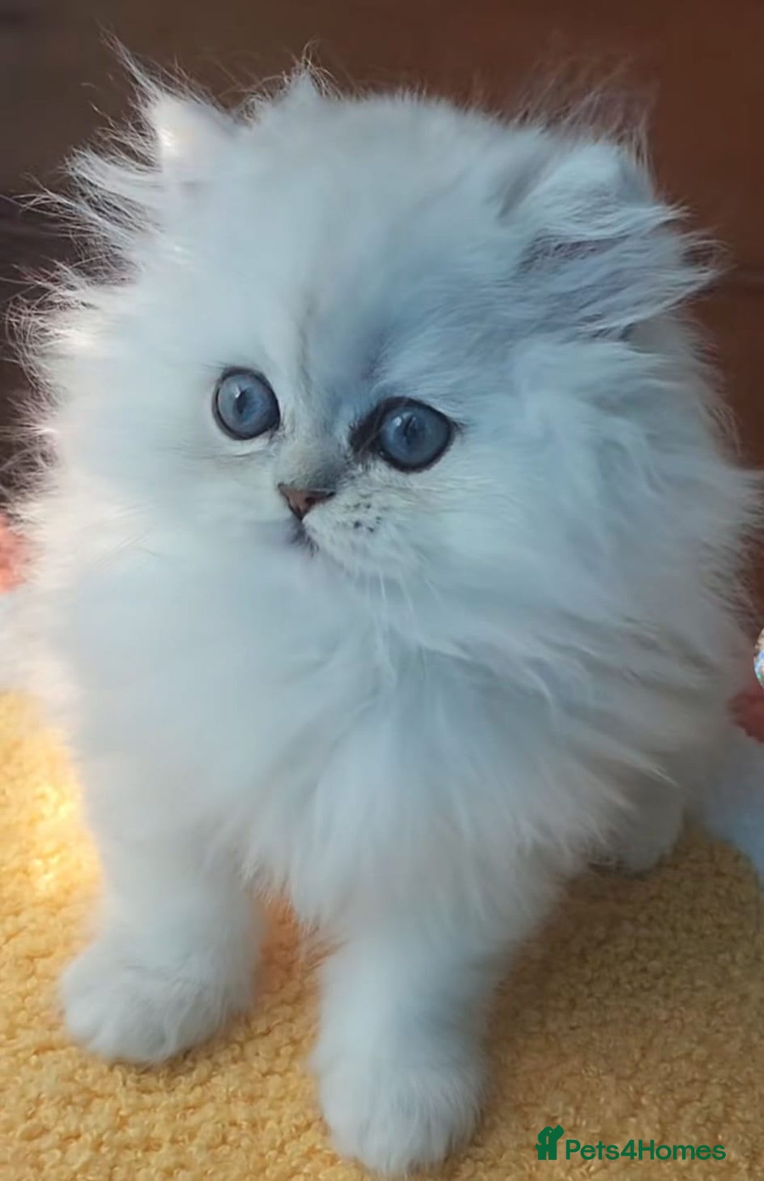 Persian cats for sale: Persian kittens  - Image 12