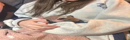 Guinea Pig rodents for sale: Skinny Pig Brothers & Set-Up in Leicester - Advert 4