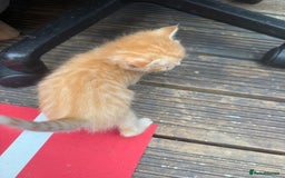 Devon Rex cats for sale: Adorable first generation permitted outcross - Image 10