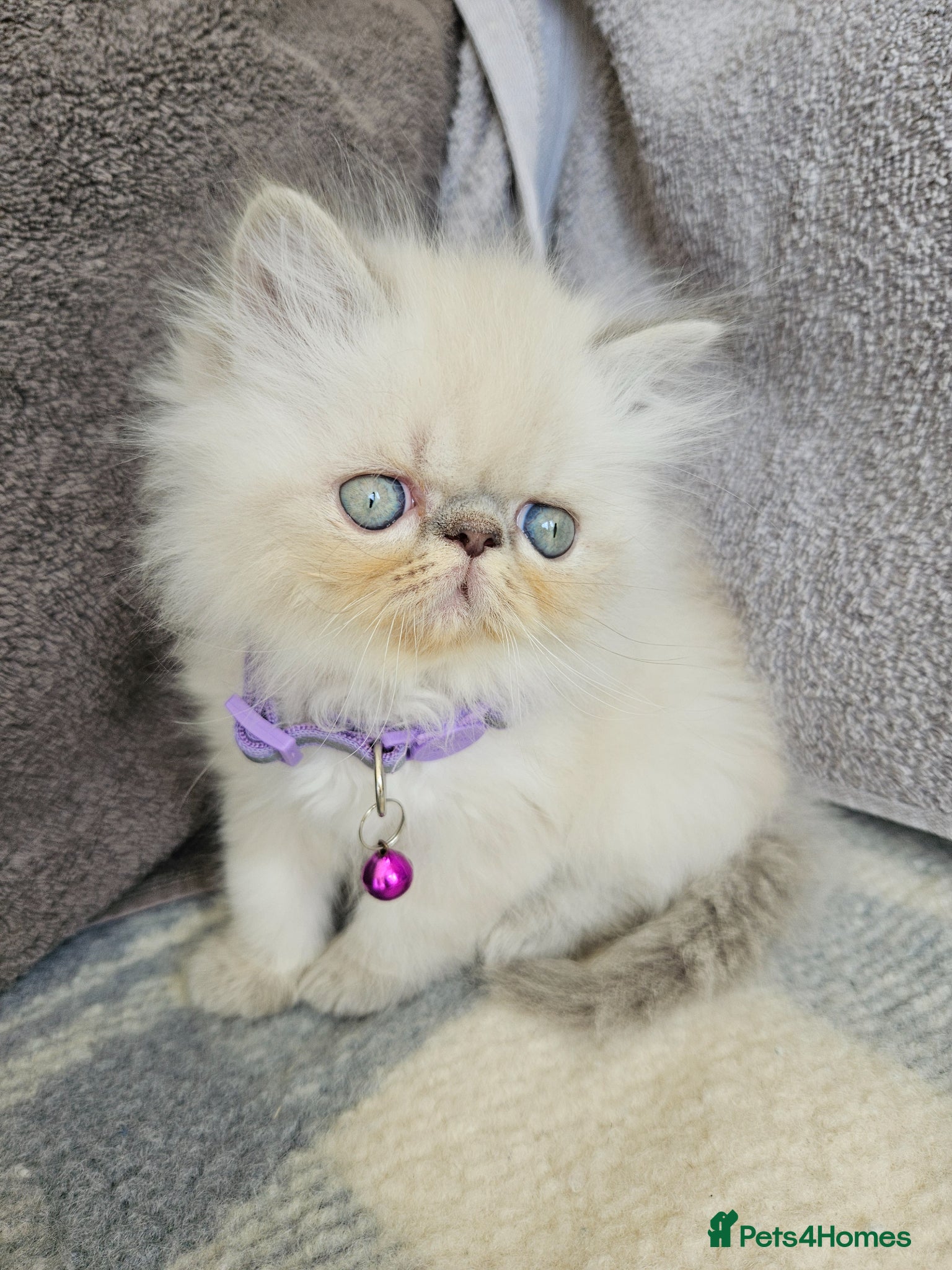 Persian cats for sale:  😻 Stunning Pedigree Persian Kittens😻 - Advert 14