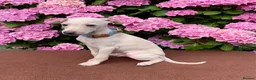 Italian Greyhound dogs for sale: KC Italian greyhound puppies East. Europ lineage - Advert 3