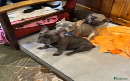 French Bulldog dogs for sale: French bulldog pups KC Reg - Image 21