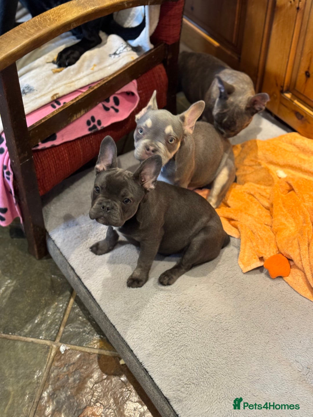 French Bulldog dogs for sale: French bulldog pups KC Reg - Image 21