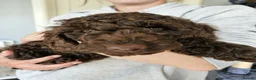 Cockapoo dogs for sale: Stunning 10 week f2b cockapoo boy - Advert 5