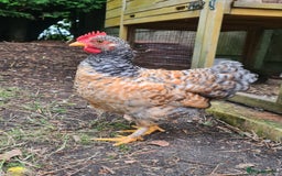 Chickens poultry for sale: Young Friendly Pekin Bantams, free to a good home - Image 4
