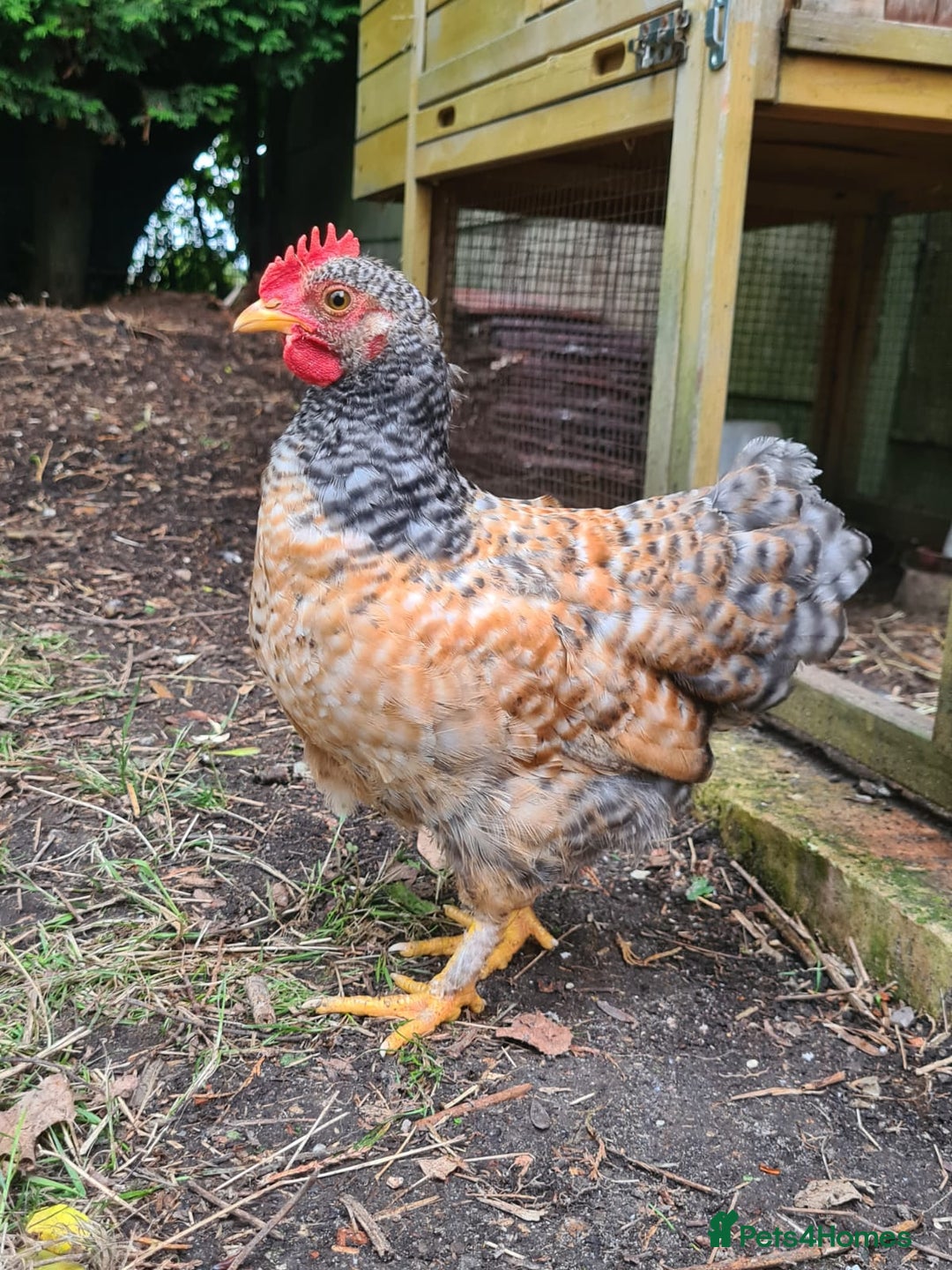 Chickens poultry for sale: Young Friendly Pekin Bantams, free to a good home - Image 4