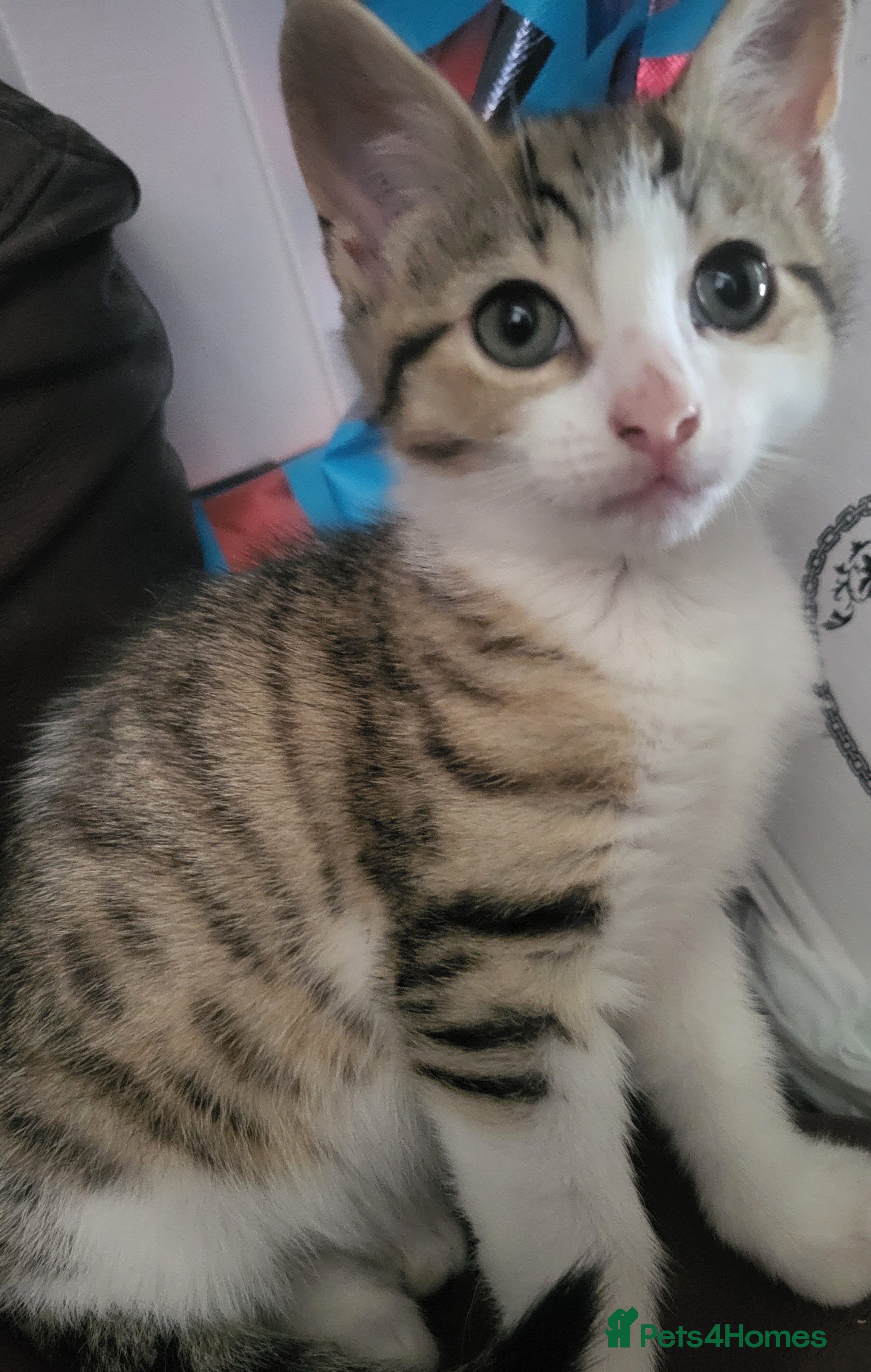 Mixed Breed cats Female bengal cross kitten left.  - Advert 12