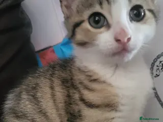 Mixed Breed cats Female bengal cross kitten left. - Advert 9