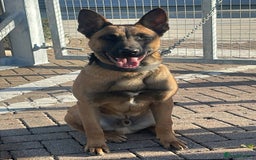 Belgian Shepherd Dog dogs for sale: Dutch herder male  - Image 2