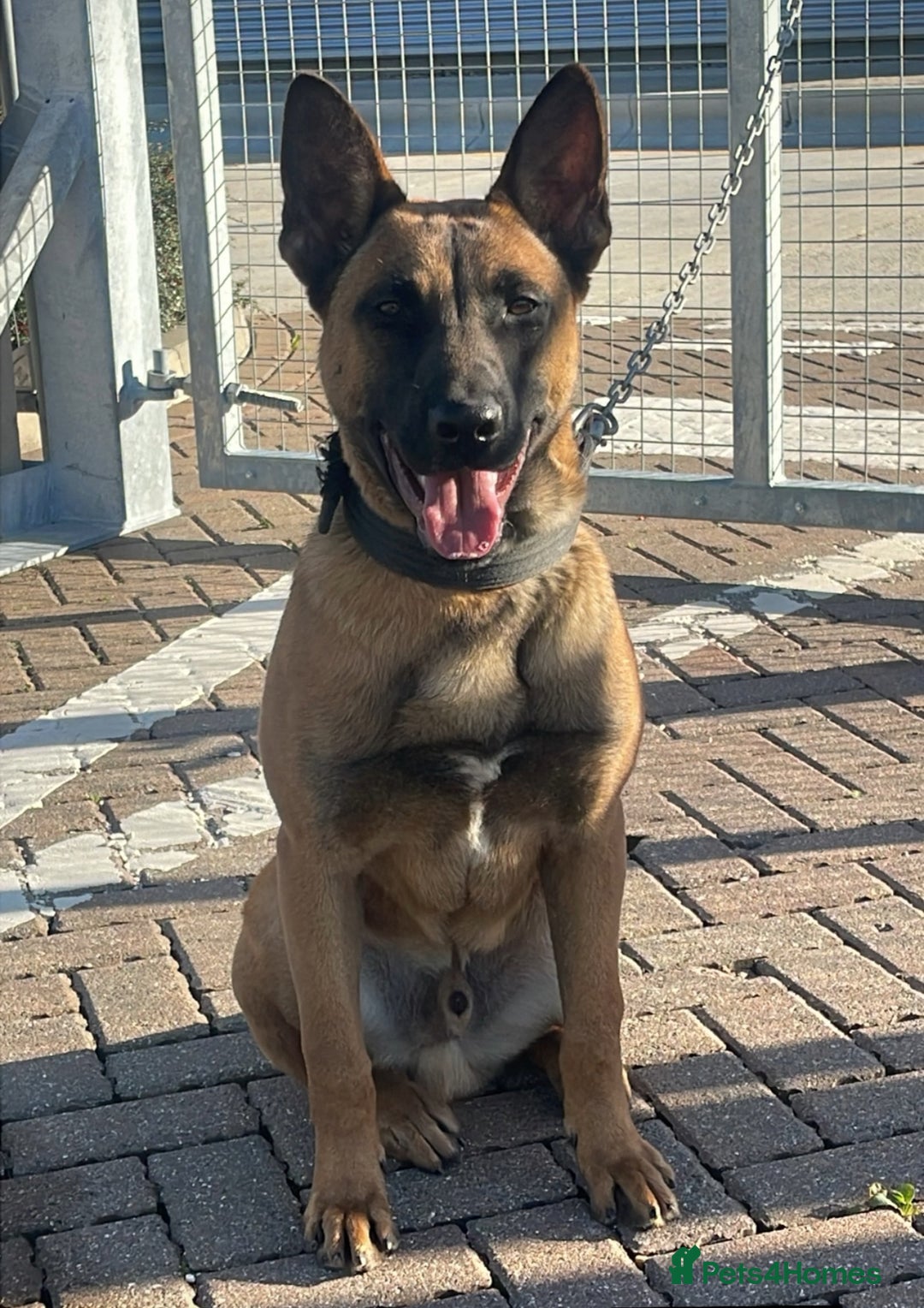 Belgian Shepherd Dog dogs for sale: Dutch herder male  - Image 2